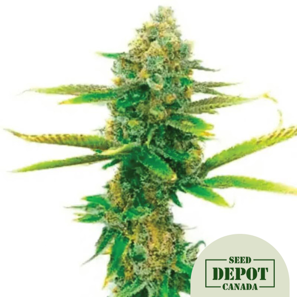 product-desc-1