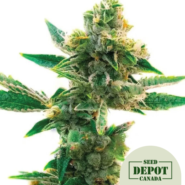 product-desc-1