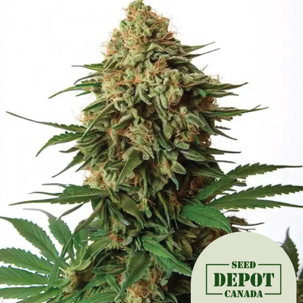 product-desc-1