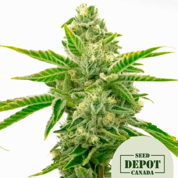product-desc-1