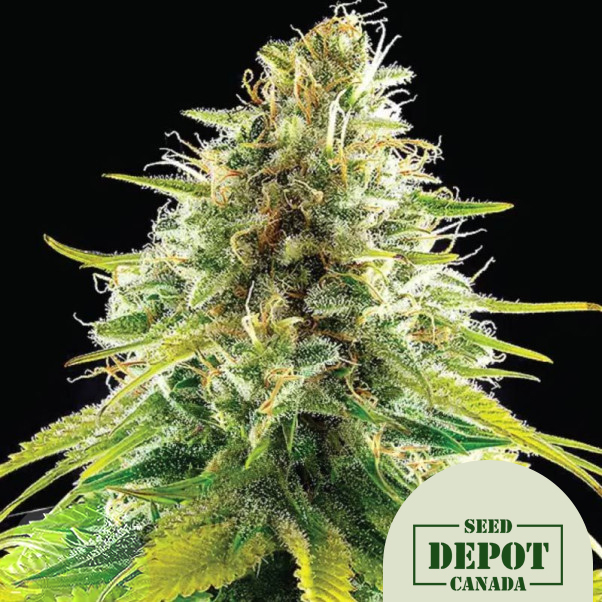 product-desc-1