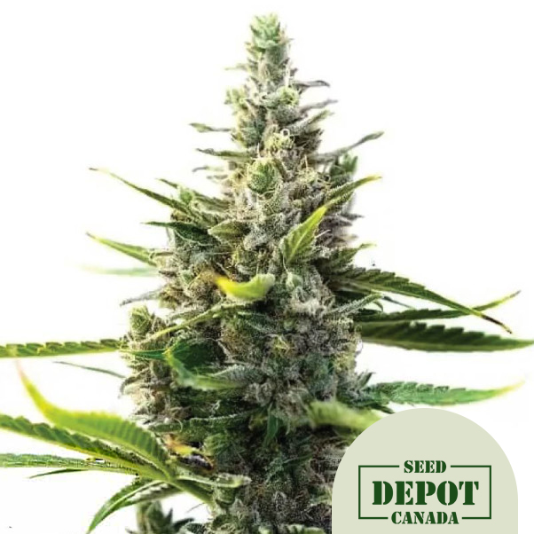 product-desc-1