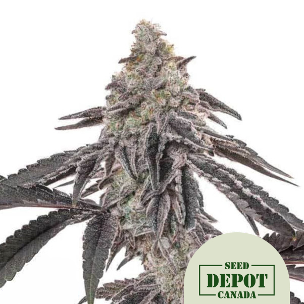 product-desc-1