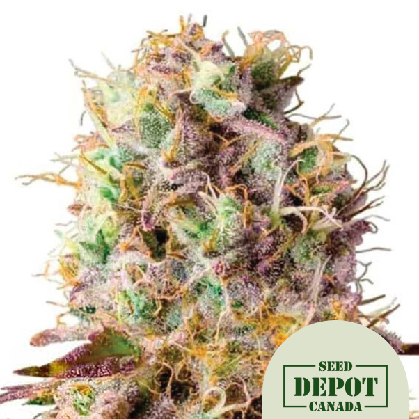 product-desc-1