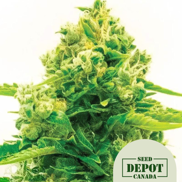 product-desc-1