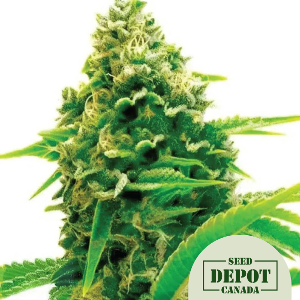 product-desc-1