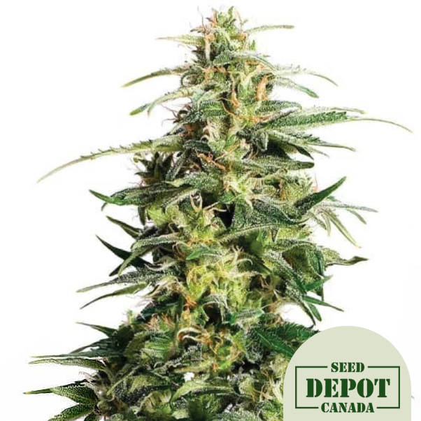 product-desc-1