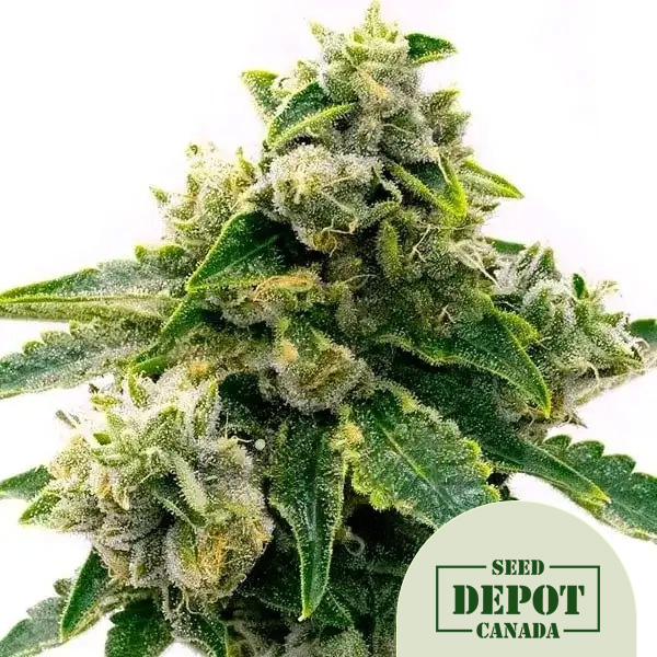 product-desc-1