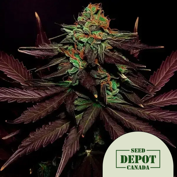 product-desc-1