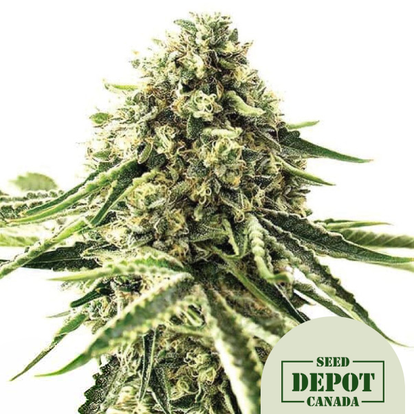 product-desc-1