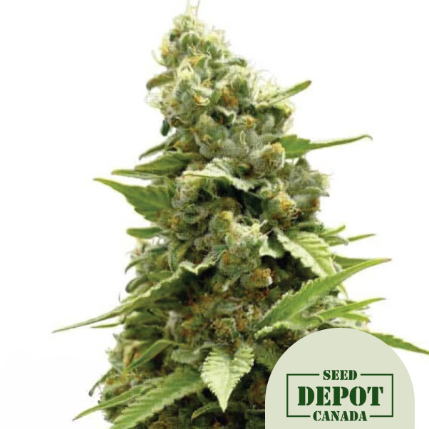 product-desc-1