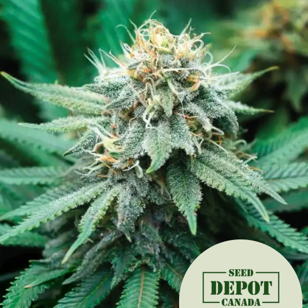 product-desc-1