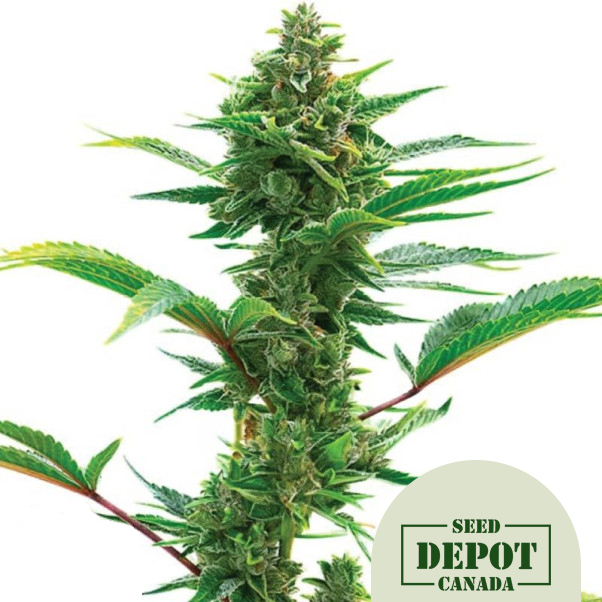 product-desc-1