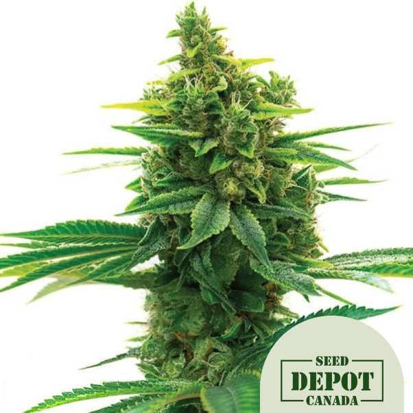 product-desc-1