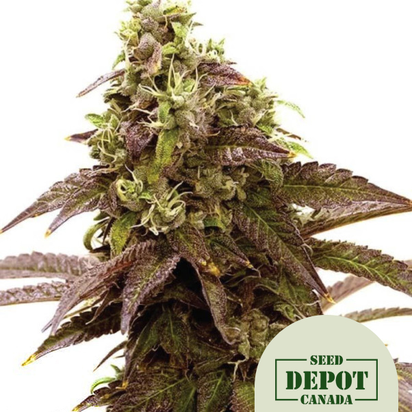 product-desc-1