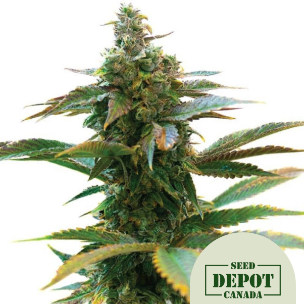 product-desc-1