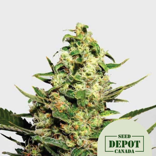 product-desc-1