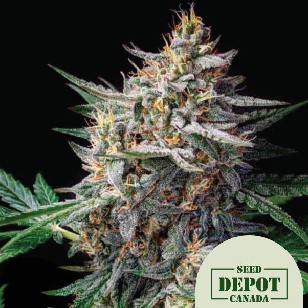 product-desc-1
