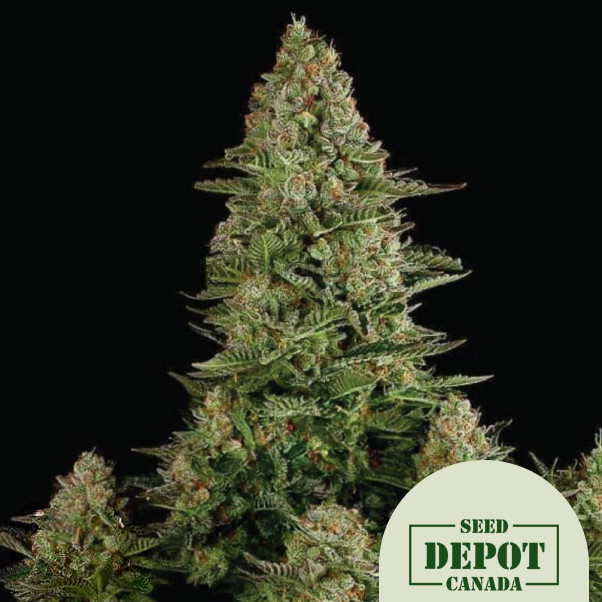 product-desc-1