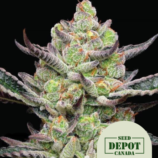 product-desc-1