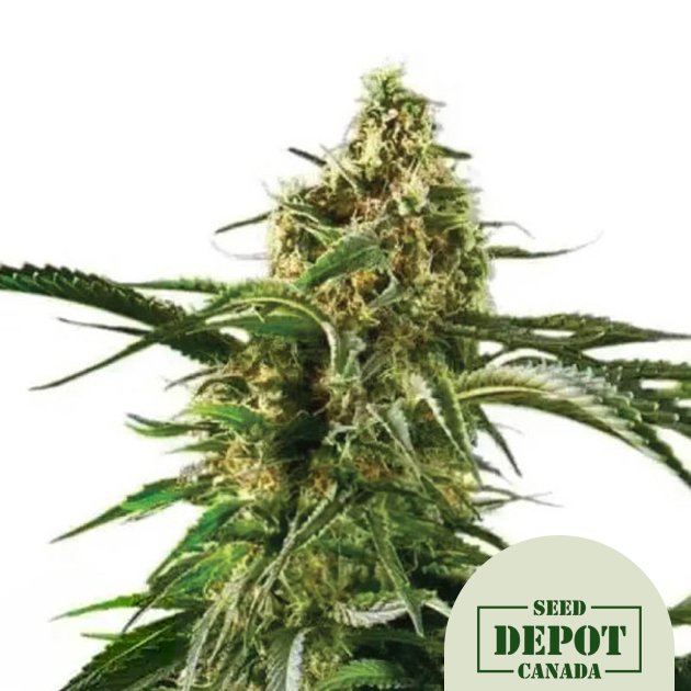 product-desc-1