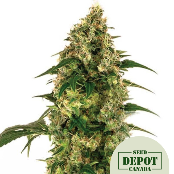 product-desc-1