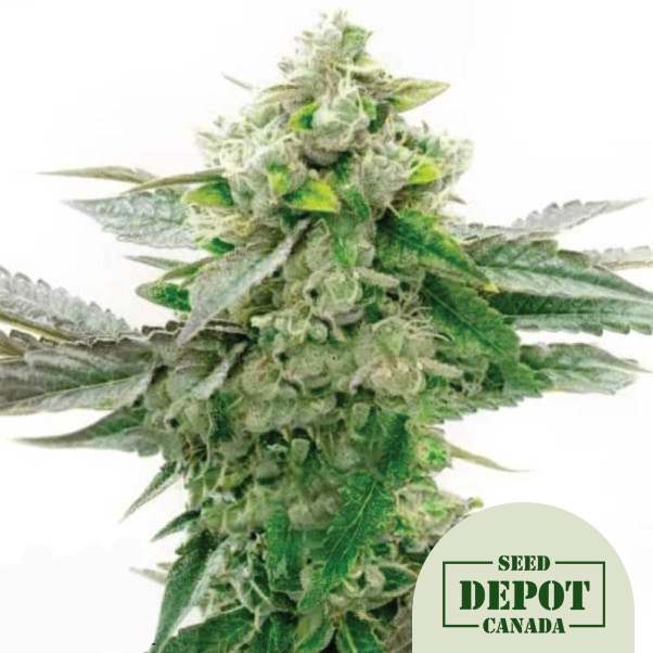 product-desc-1