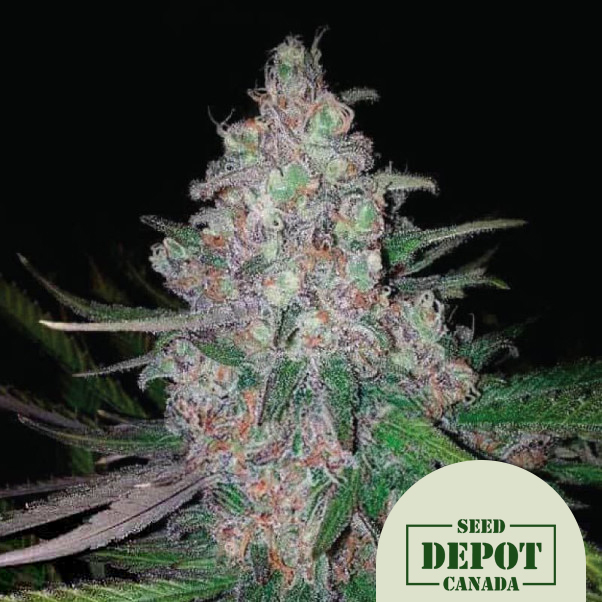 product-desc-1