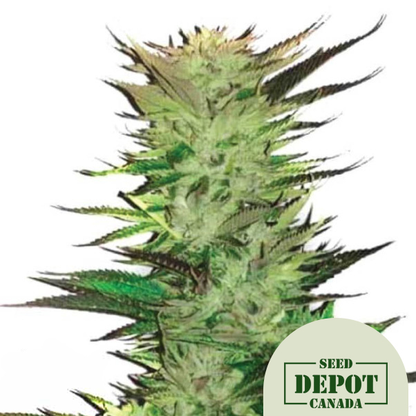 product-desc-1
