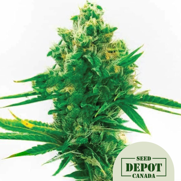 product-desc-1