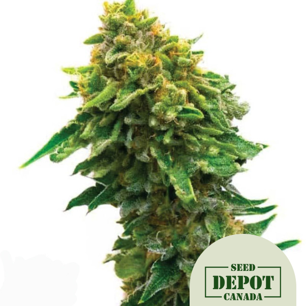 product-desc-1