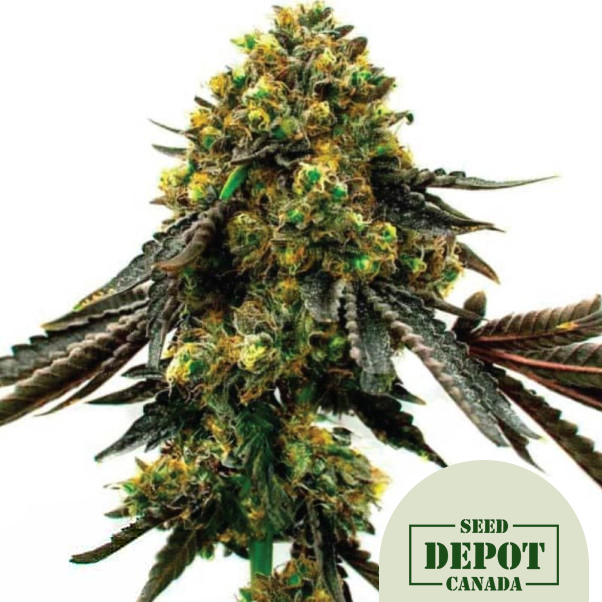 product-desc-1