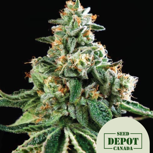 product-desc-1