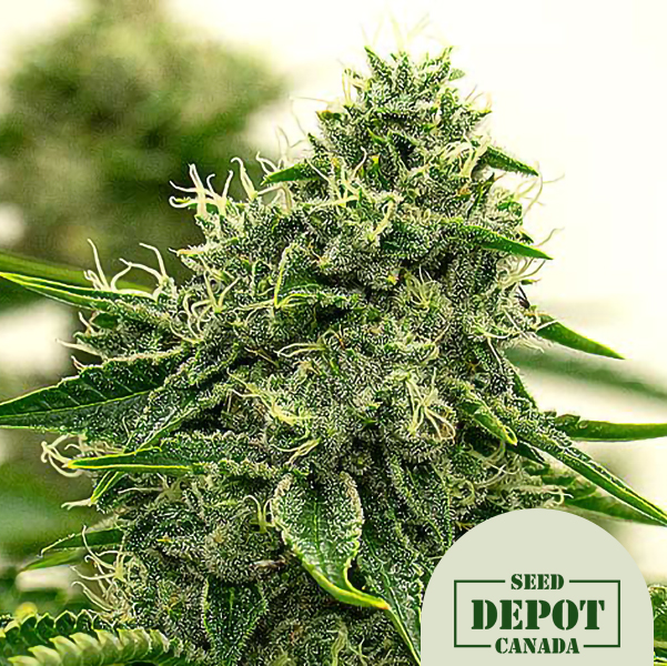 product-desc-1