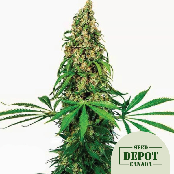 product-desc-1