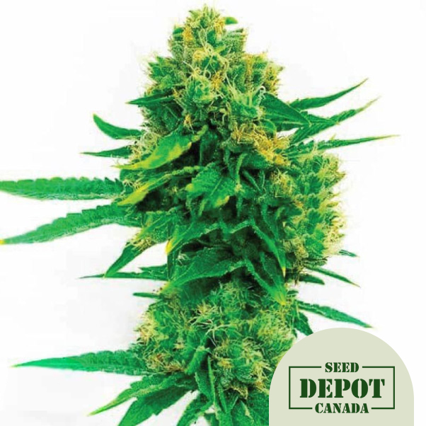product-desc-1