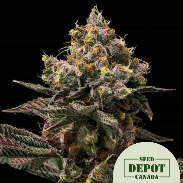 product-desc-1