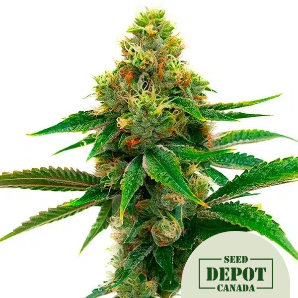 product-desc-1