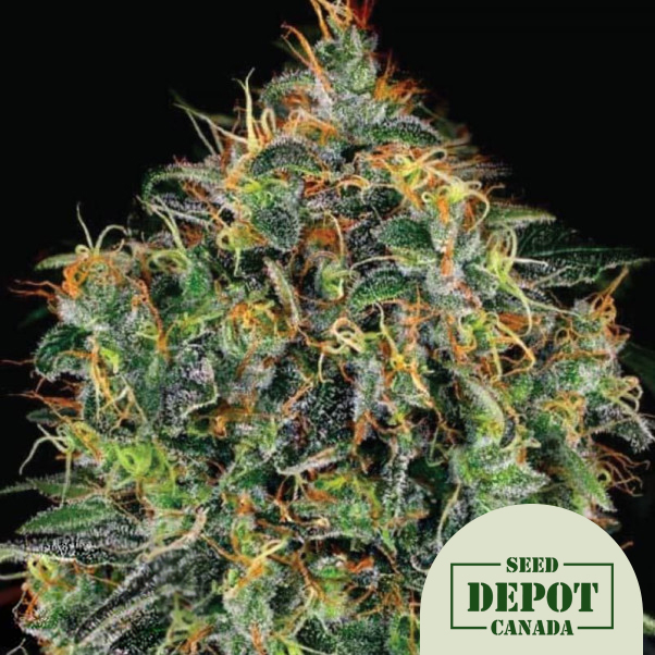 product-desc-1