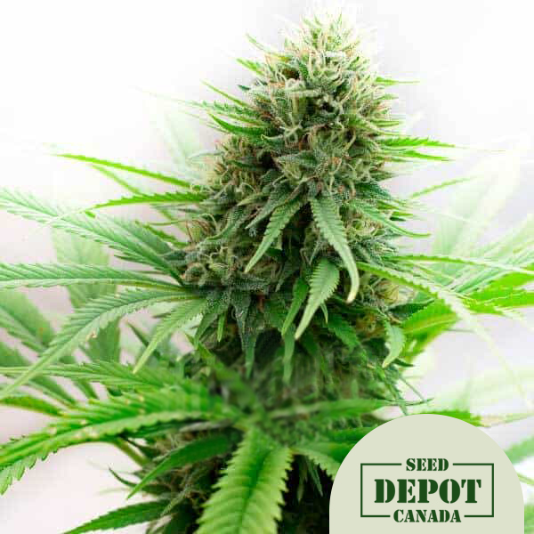 product-desc-1