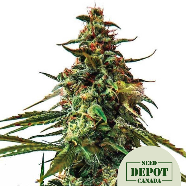 product-desc-1