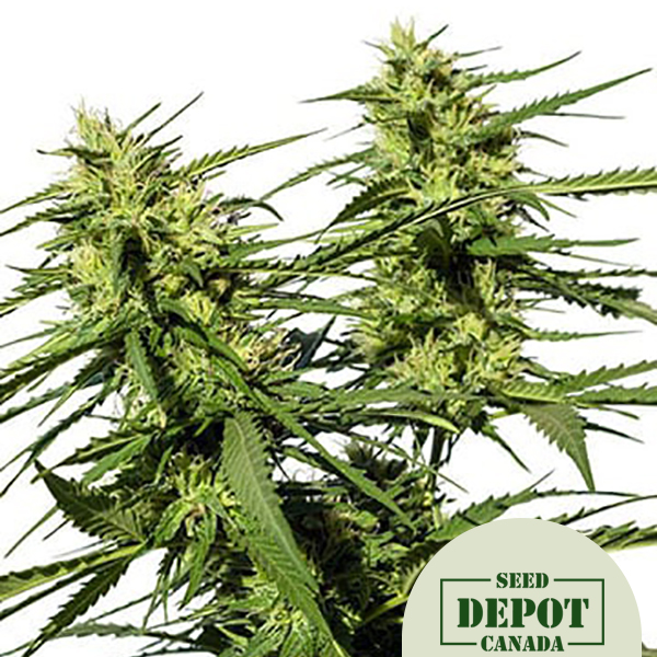 product-desc-1