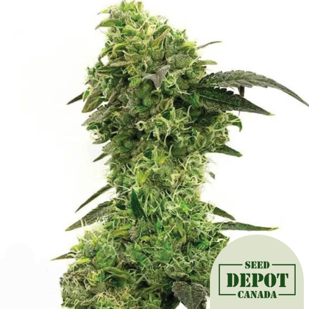 product-desc-1