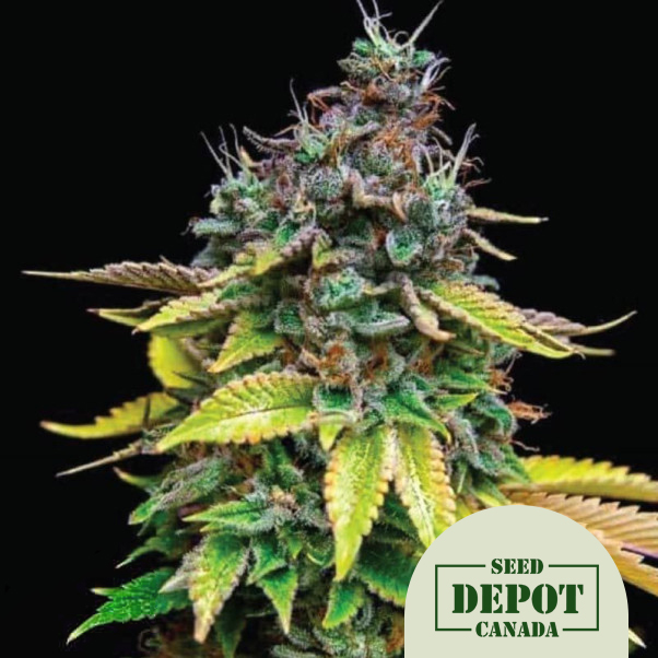 product-desc-1