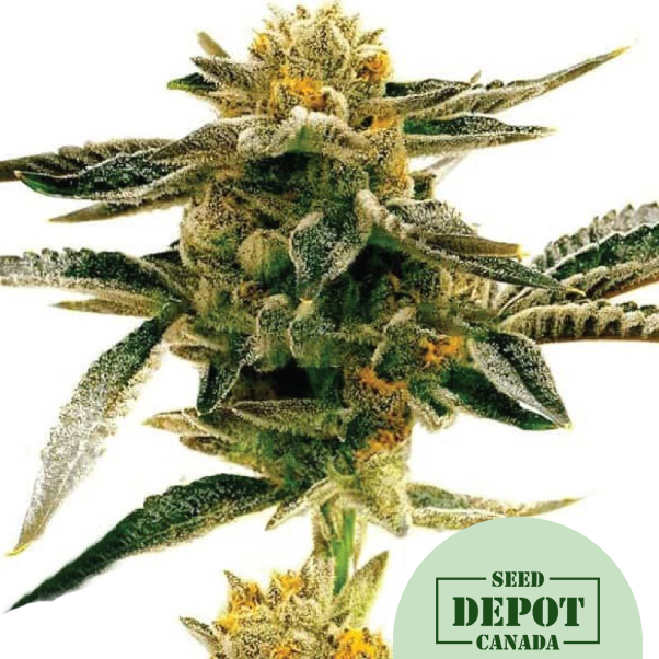 product-desc-1
