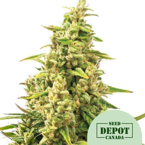 product-desc-1