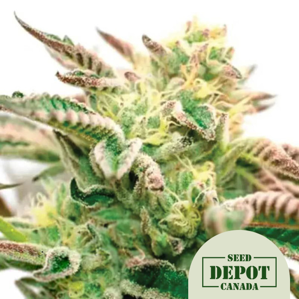 product-desc-1