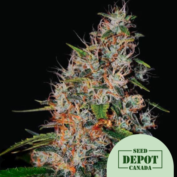 product-desc-1
