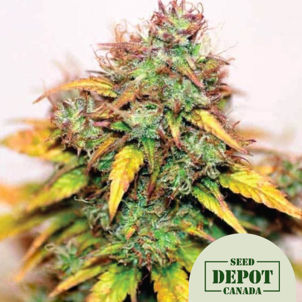 product-desc-1