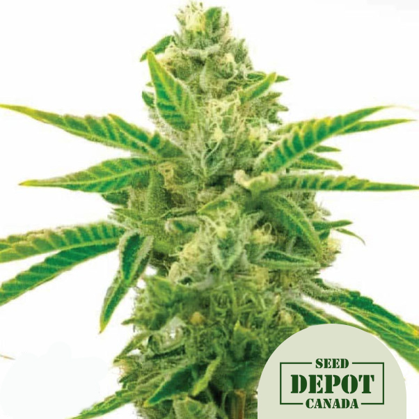 product-desc-1